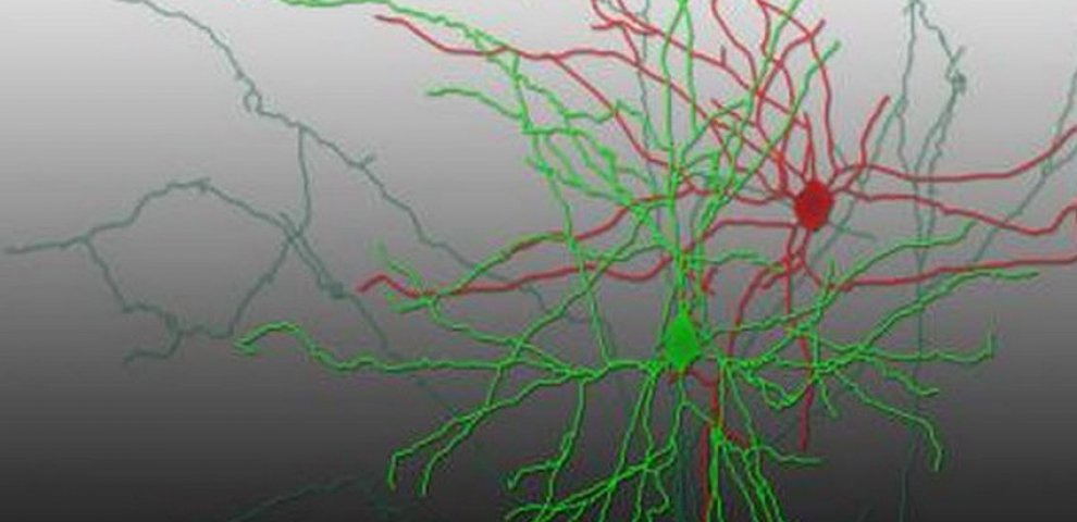 Neuro semantics wiki