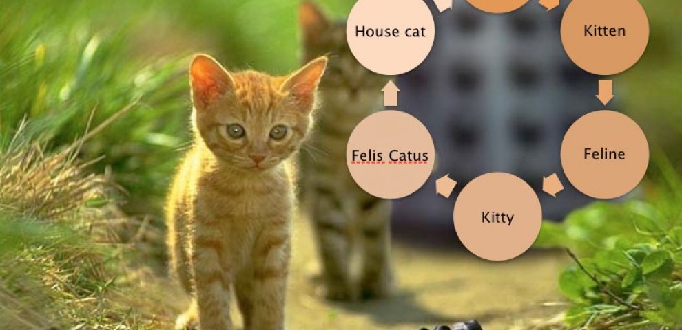 Semantics types of synonyms