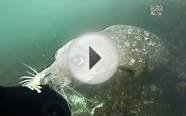 An inquisitive Harbor Seal - Phoca vitulina - British